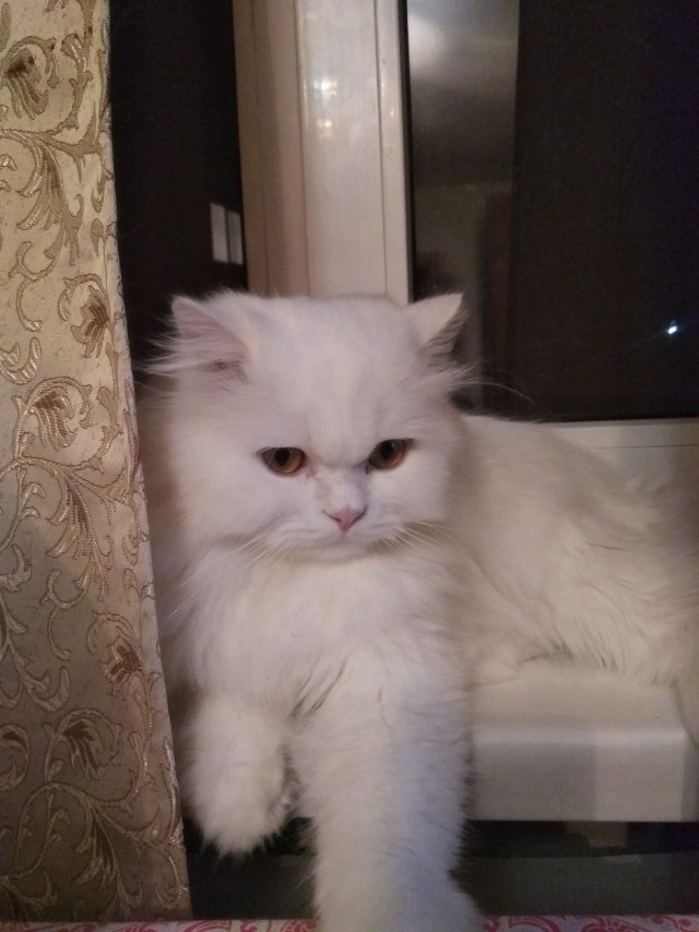 Подборка забавной живности