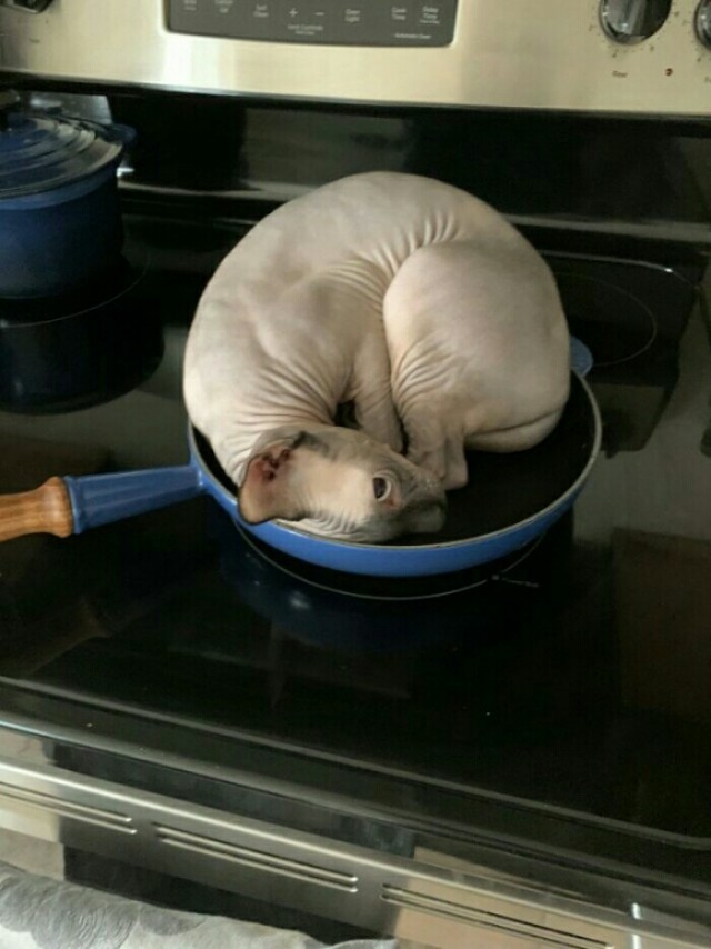 Опять гости?