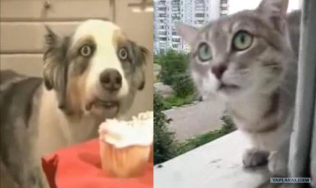 Кот на балконе
