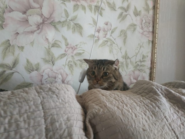 Кот Василий