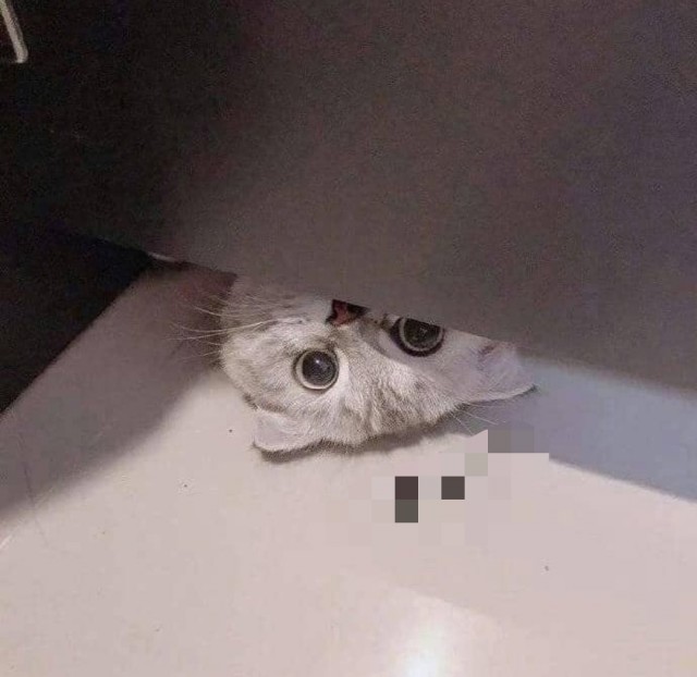 Кто здесь?!