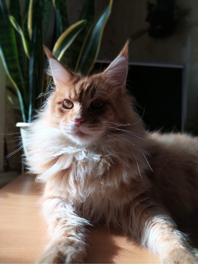 Котовторник 14.09.2021