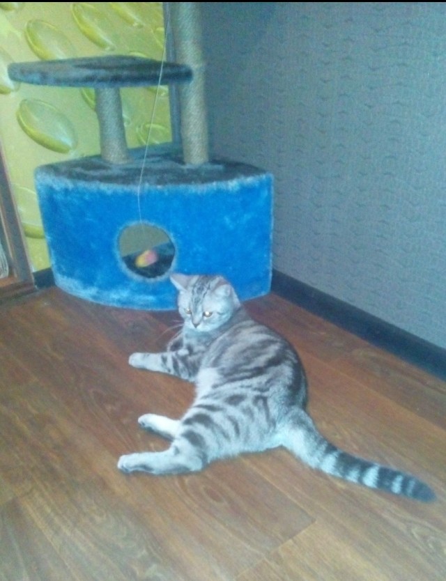 Кошкин дом