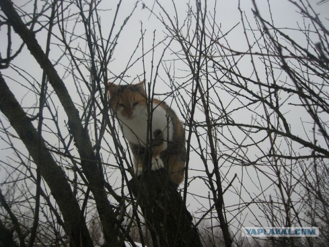 Жизнь домашнего приюта для котеек 372