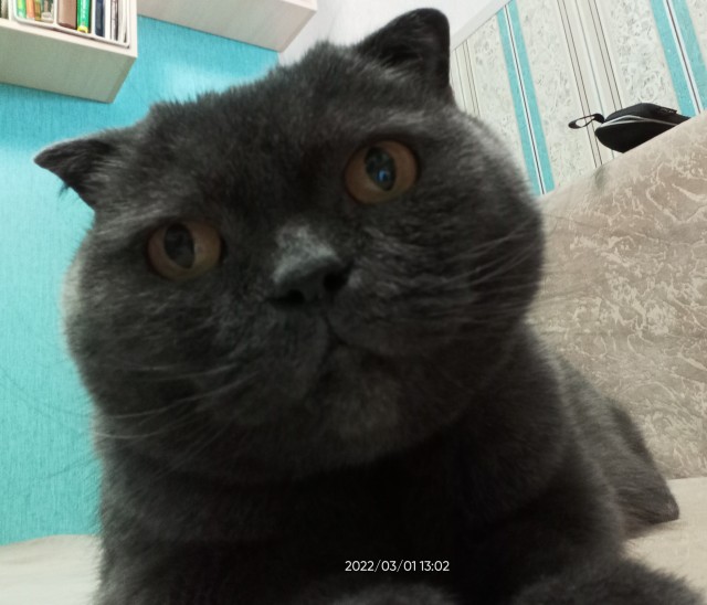 Котовторнику посвящается