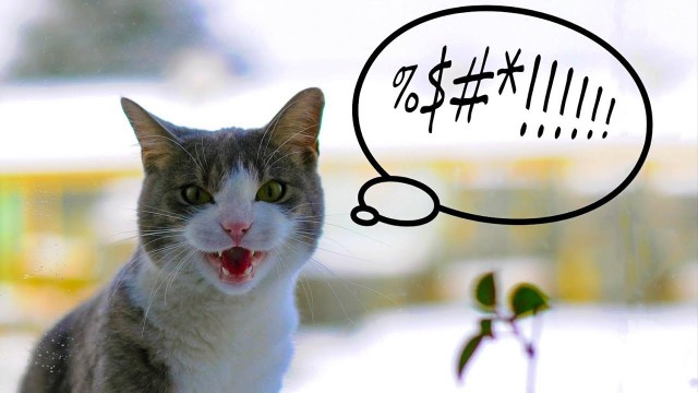 Разговор с котом