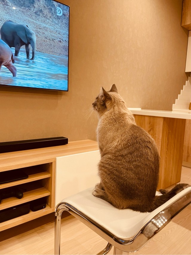 Ну, поехали в котоввторник!