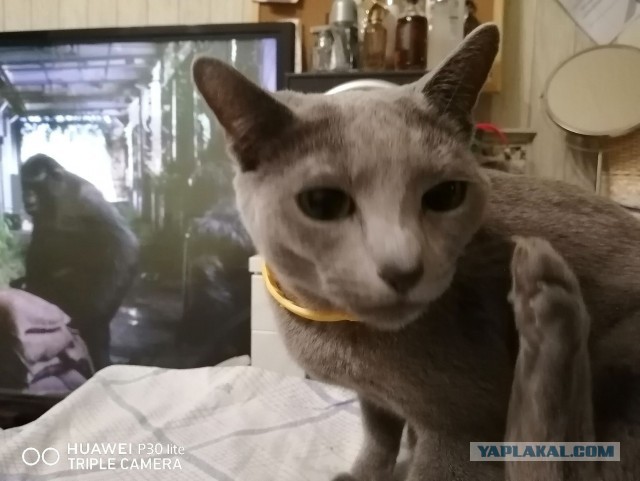 Котовторник