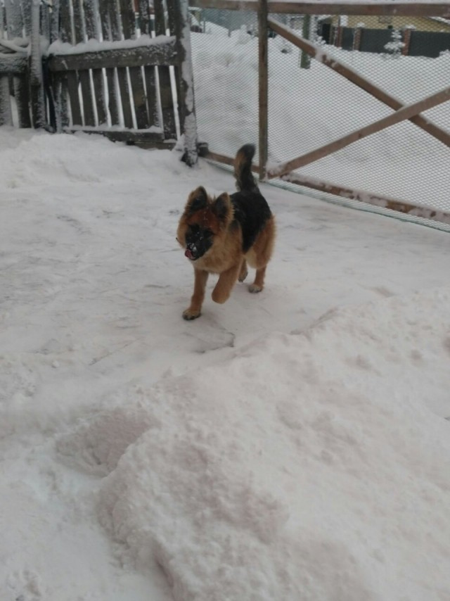 Собака сутулая наглядно...