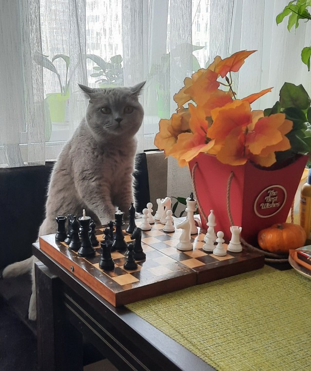 С праздником и котофторником!