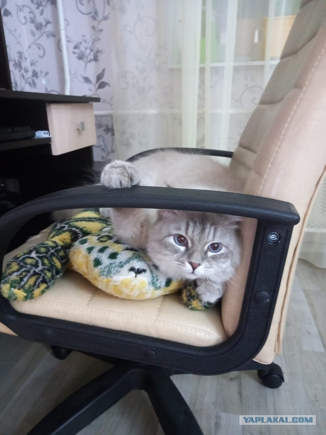 Котомафия