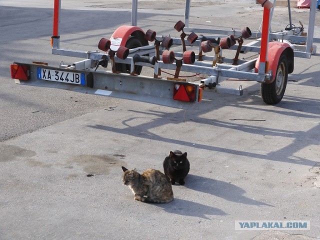 Котовторник. Немного сицилийских котов.