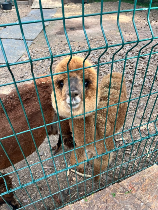 Когда альпаку побрили