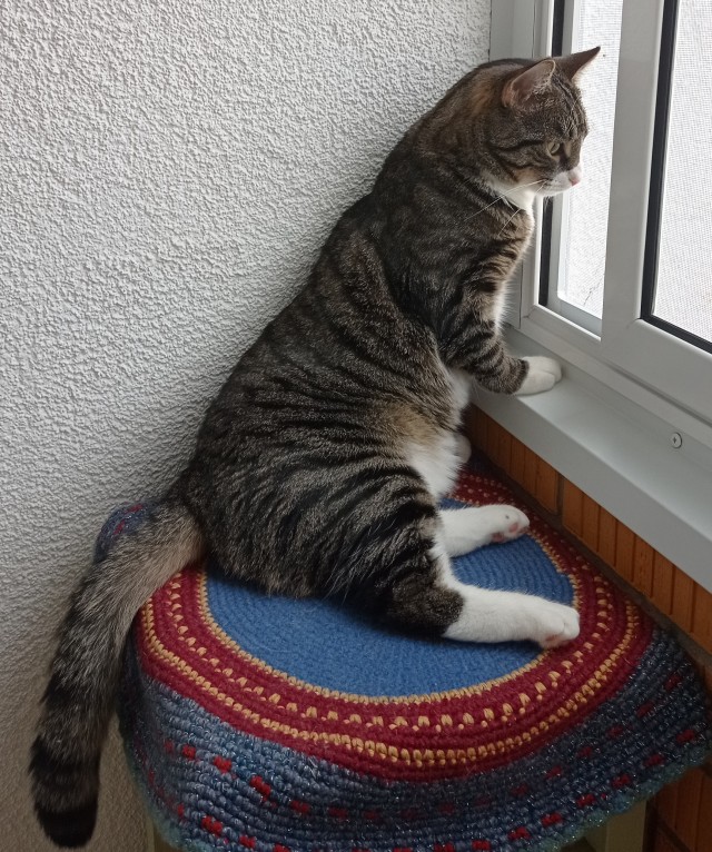 На котовторник