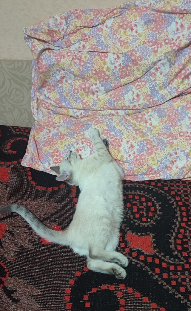 Котовторник 1.11.22