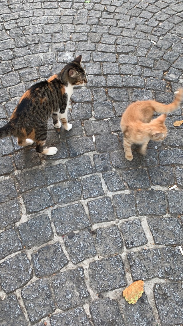 Стамбульские коты
