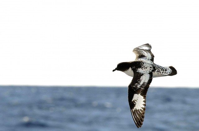 Северный ледовитый океан