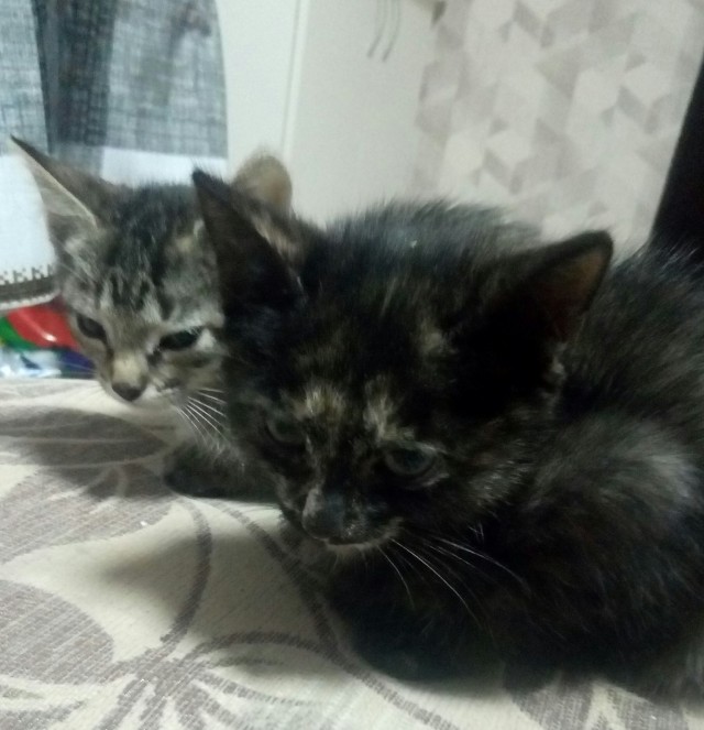 Вторник, ваши коты и кошки в студию