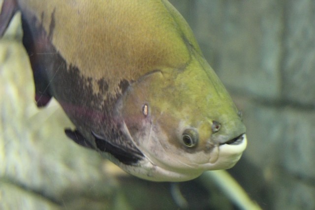 Деревенская Америка