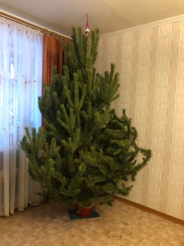 Выкладывайте свои елки!