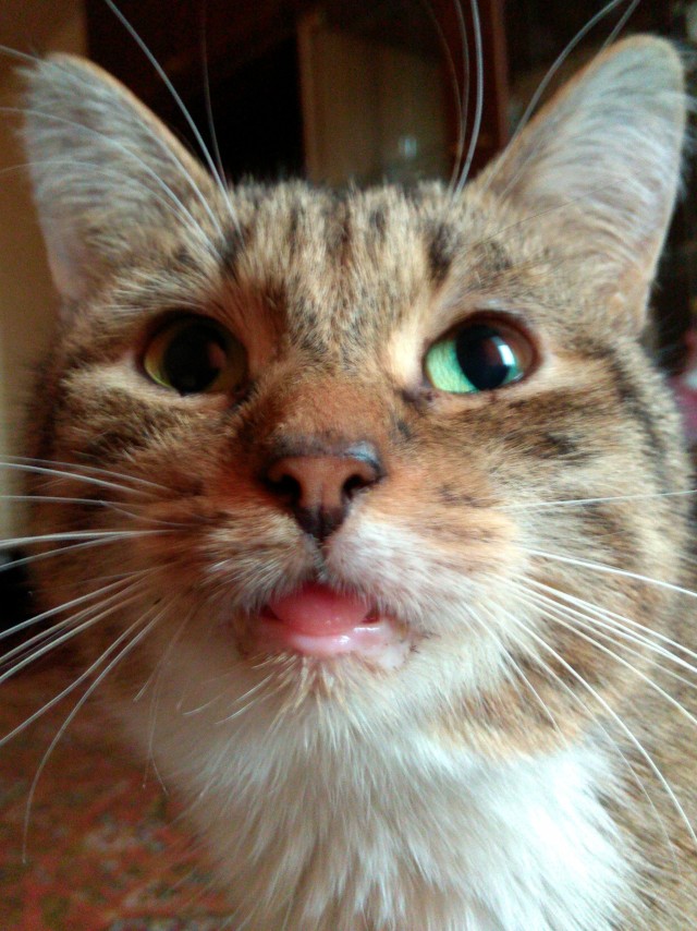 Котовторник