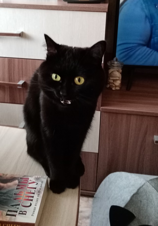 У меня собаки нет
