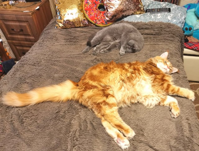 Позы для сна у кошек - что они означают?