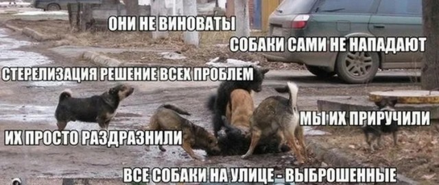 Страсти вокруг бродячих собак в Магаданской области