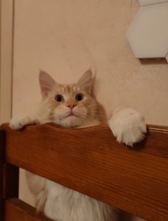 Котик Мейн-кун