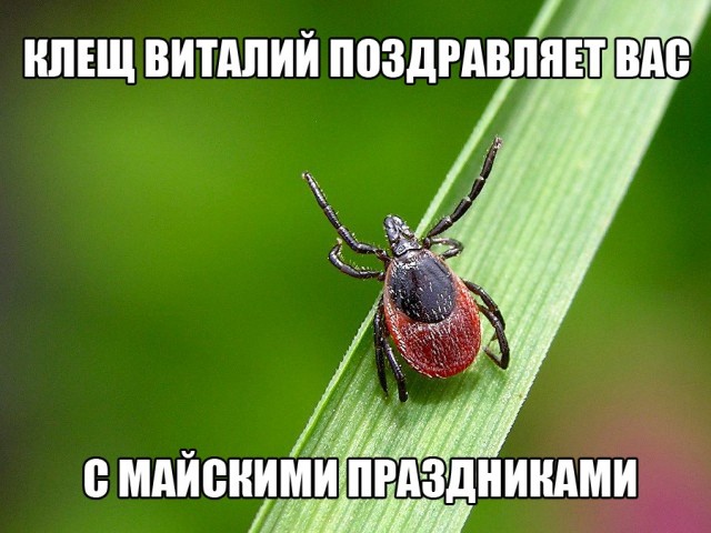 Зашли в лес, клещей немерено