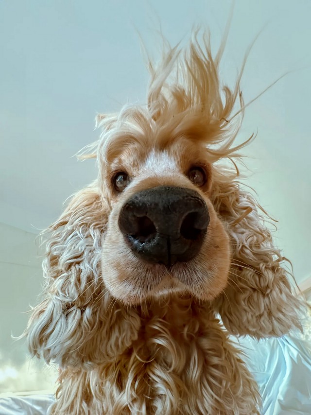 Веселые финалисты Comedy Pet Photo Awards 2024