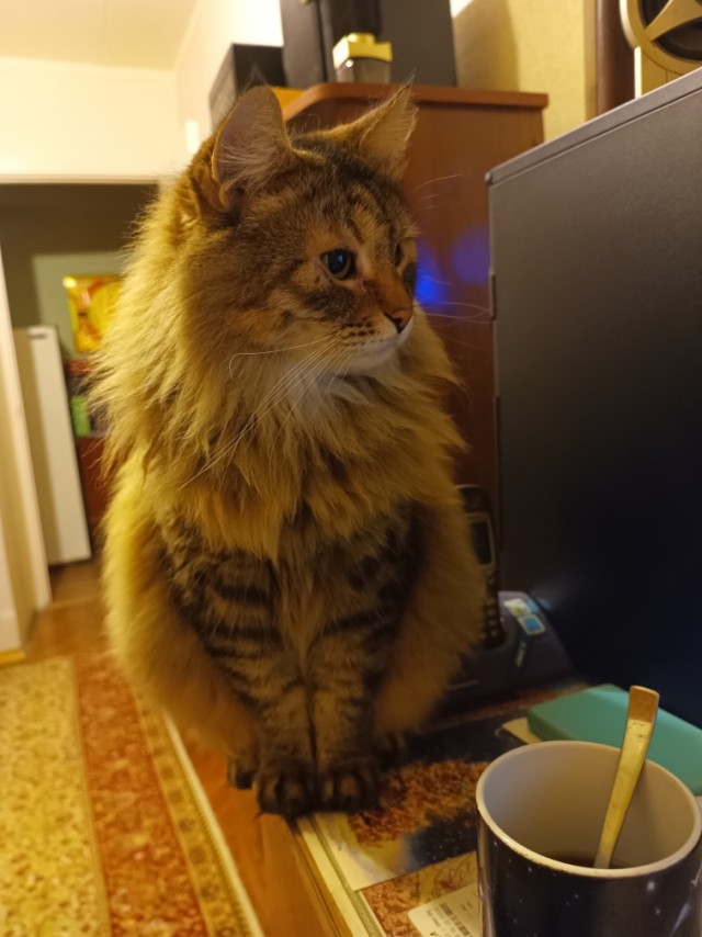 Котовторник!