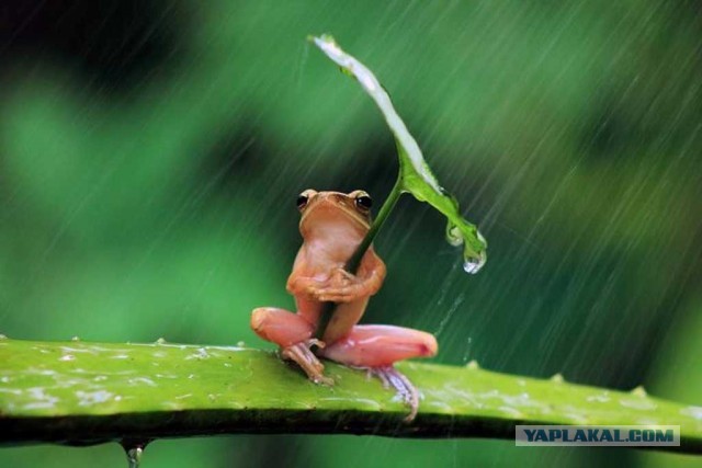 Под зонтом!