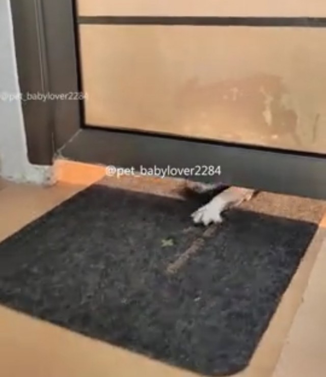 Помыть котов могут не только лишь все