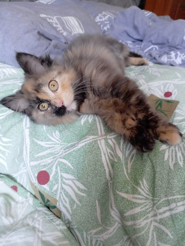 Спящий кот