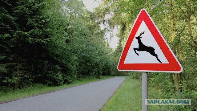 Жалко лосяша