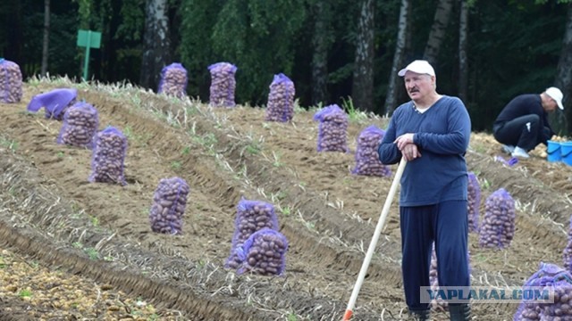 Белорусский завтрак.