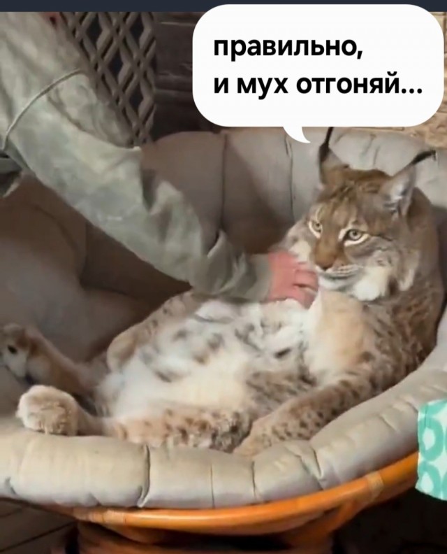 Большая домашняя киса