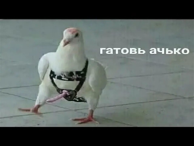 В польском городе голубей будут кормить противозачаточной кукурузой