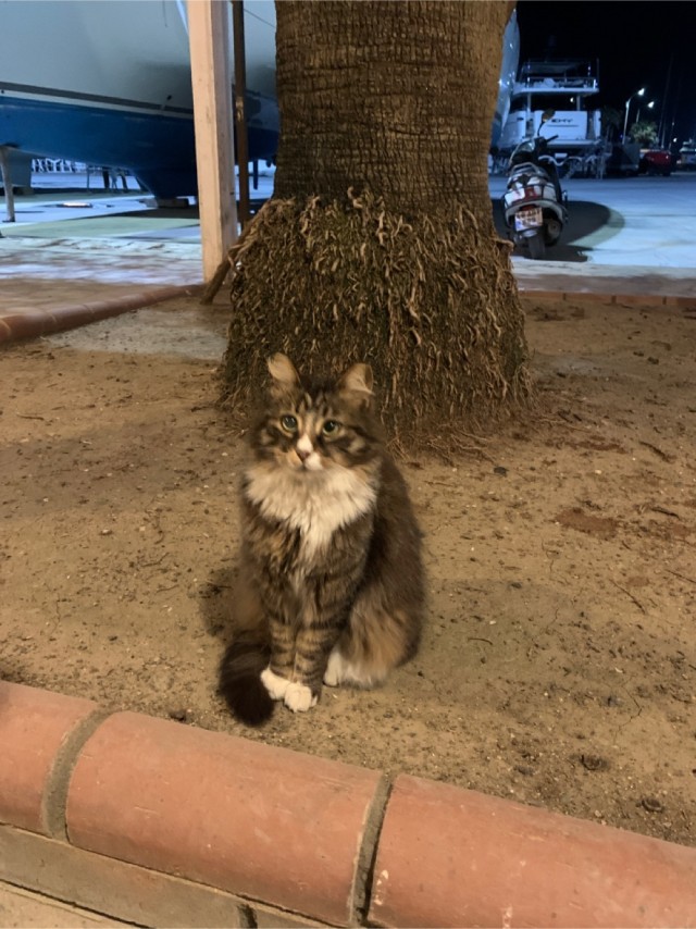 Просто одно котэ