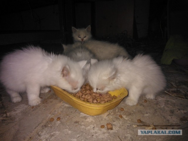 Котовторник 23.07.2013