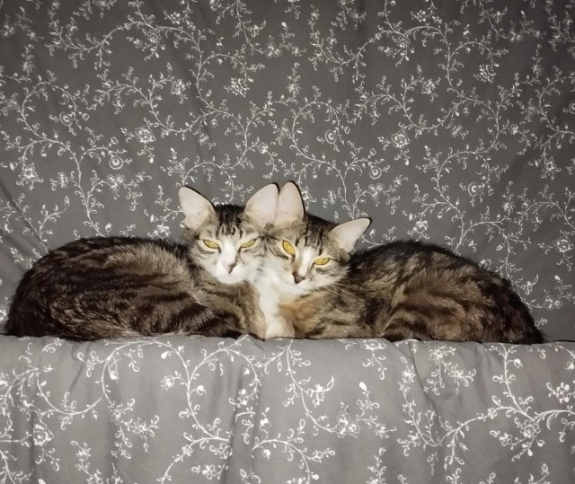 Мой "звездюк" для котовторника.