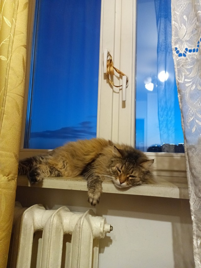 Котовторник