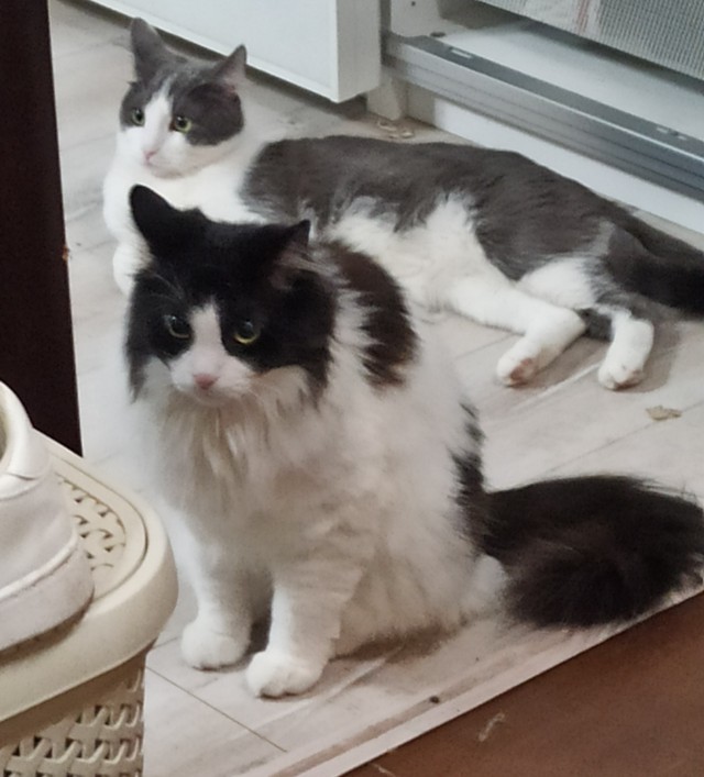 Котское.