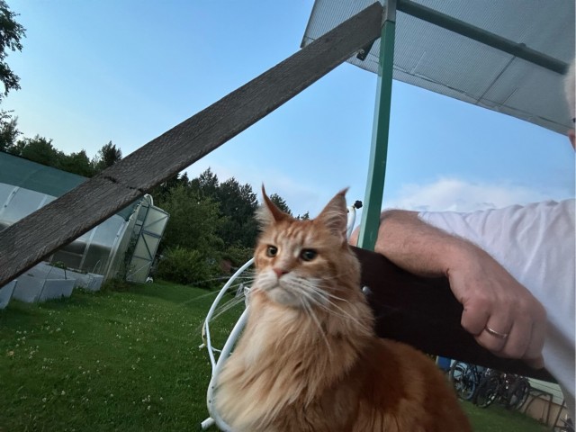 Просто еж и кошка