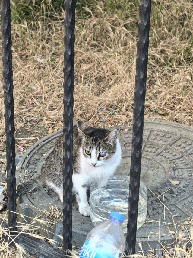 Уличные кошки Стамбула — 2