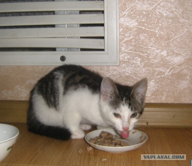 Котовторник  30.07.2013