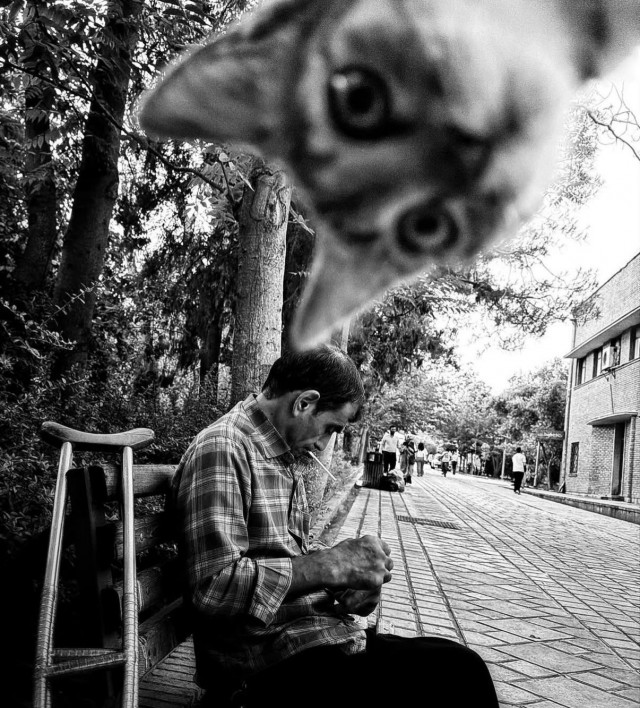 Уличные кошки Ирана