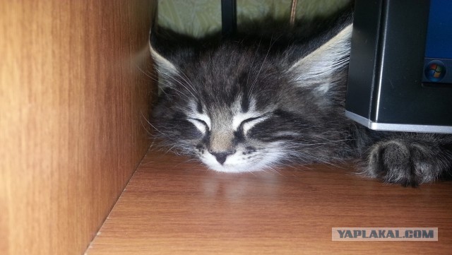 Котовторник   27.08.2013