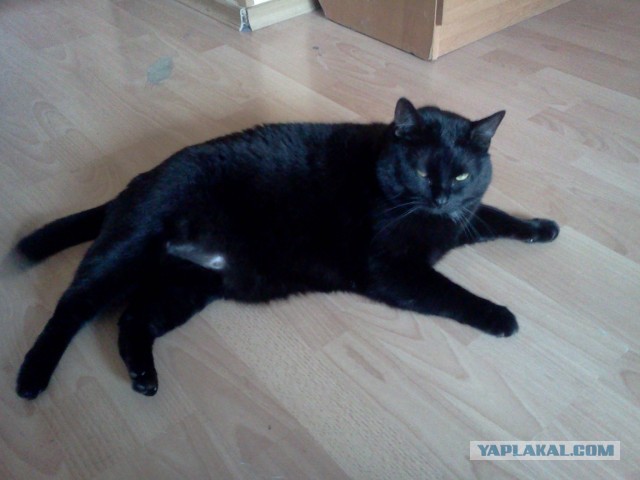 Котовторник 17.09.2013